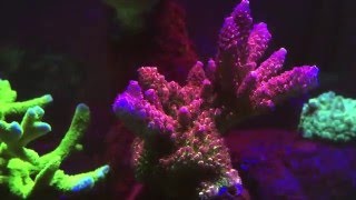 ORA Red Planet Acropora polyp motion [upl. by Davey]