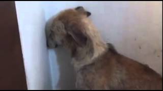 Angel the lurcher so traumatised by ill treatment she won’t look away from the wall [upl. by Trotta730]