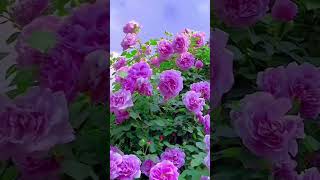 Beautiful natural flowerflowers roseflowergarden tradingreelsviralshorts viralvideo natural [upl. by Oriana195]