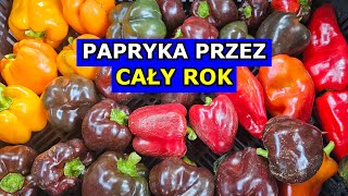 WAŻNE Możesz mieć Paprykę przez CAŁY ROK Obfite Zbiory Papryki Uprawa Papryki krok po kroku [upl. by Hsirahc]