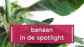 Zo verzorg je de bananenplant [upl. by Macgregor]