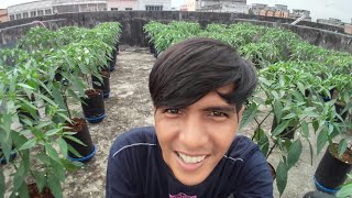 part 8  cabe hidroponik sistem mangkok  cara mudah berkebun dirumah [upl. by Suoicul]