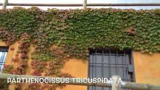 Parthenocissus tricuspidata veitchii Garden Center online Costa Brava  Girona [upl. by Judah]