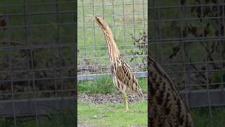 Epic Eurasian Bittern encounter birds elmley birdwatching bittern [upl. by Shih]