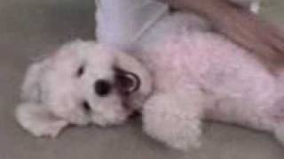 PROOF THAT DOGS CAN SMILE  BICHON FRISE  FUNNY DOG  Bichon Poodle [upl. by Alla]