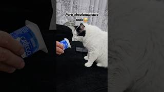 Absolutamente todo🤣😅 cat gatogracioso gatos gatosgrasiosos [upl. by Oby153]