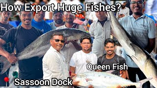 Sassoon Dock Fish Market How to Export huge and big fishes from Mumbaibigfish karanjachakoli [upl. by Nylra]