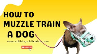 How To Muzzle Train a Chihuahua [upl. by Anastasia]