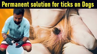 Permanent solution for ticks on Dogs  Simrat Bully Kennel Amritsar [upl. by Olympie42]