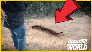 The Nightmare Unleashed Giant Centipedes and 9 Other Terrifying Hell Creatures [upl. by Enneyehc]