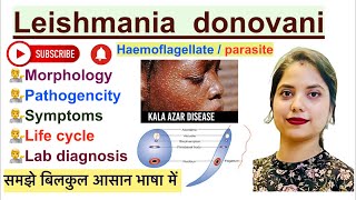 Leishmania donovani Parasite in Hindi  Life cycle  Lab diagnosis  Haemoflagellate [upl. by Meadow]