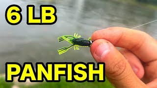 6 LB PANFISH caught MICRO FISHING [upl. by Annawik]