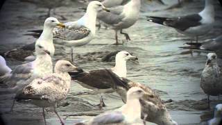 2cy Larus fuscus fuscus [upl. by Suryt446]