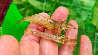 How To Catch Shrimp In Freshwater [upl. by Eicrad434]