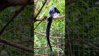 Pintailed whydah in Bird Aviary birds bird aviary [upl. by Yacov]