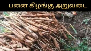 பனைகிழங்கு அறுவடை  PALMYRA SPROUT harvesting  Veerapandi Village Amogamtv [upl. by Nakashima]