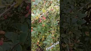 Barberries Medicinal plants [upl. by Noemys]