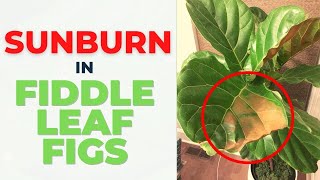 Fiddle Leaf Fig SUNBURN Treatment What to DO and How to AVOID IT [upl. by Yelkao762]