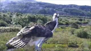 Glaslyn Blue 80 [upl. by Aridnere572]