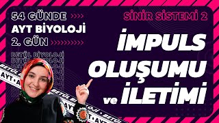 2 İmpuls Oluşumu ve İletimi  Sinir Sistemi  11 Sınıf Biyoloji  2024 AYT Biyoloji Kampı 2 Gün [upl. by Culosio]