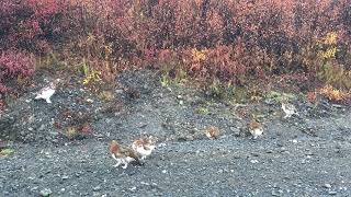 Ptarmigans in the Fall [upl. by Ilac]