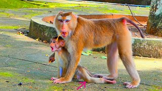 Oh god helpWhat happened with you baby monkey SABA [upl. by Papert497]