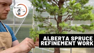 Alberta Spruce Refinement Work  The Bonsai Supply [upl. by Tandy]