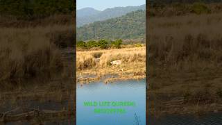 OTER IN RAMGANGA viralshort wildlife animals nature travel 4k trending [upl. by Nahtanoj402]