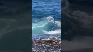 great white shark attacks simon nellist little bay sydney australia shark trending [upl. by Sigismundo690]