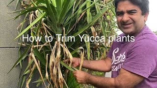 Gardening How to trim Yucca plants [upl. by Huber338]