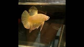 24K gold hmpk bettafish available shortsfeed  viral  bettafish [upl. by Auberta615]