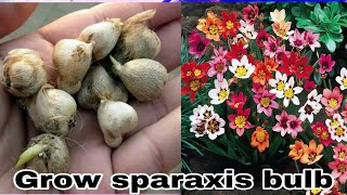 How to grow sparaxis bulb [upl. by Asirap]