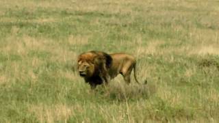 Big lion male on the prowl in the Serengeti [upl. by Ahl499]