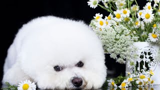 Grooming Your Bichon Frise Everything You Need to Know [upl. by Eylrac]