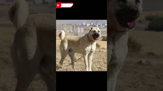 💥Diferencia entre un Kangal Turco y Pastor de Anatolia [upl. by Giselle277]