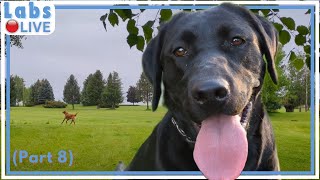 🔴LabsLive Part 8 Labrador Retrievers and Relaxing Music for Dogs [upl. by Rollet631]