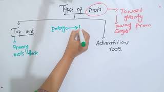 Types or rootsTap rootAdventitious rootPlant anatomyBSc and MSc botany topic [upl. by Felicio]