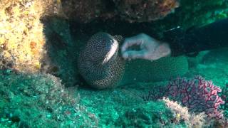 Scuba Diver handling Moray Eel it enjoys it [upl. by Aihsital]