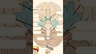 Learn Cranial Nerves with fun aiapgetmcq mbbs bhms cranialnerves brain anatomy physiology [upl. by Lander]