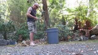 How to Propagate Yucca Plants [upl. by Delbert876]