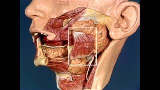 Electromyographic Demonstration of the Mandibular and Facial Muscle Movements [upl. by Saw563]