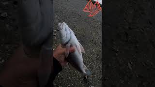 Inshore fishing outdoors fishing fish reddrum [upl. by Little200]