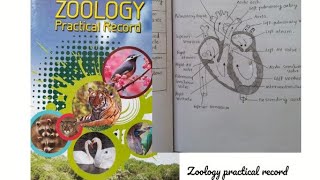 Zoology practical recordKerala Plusone amp Plustwo [upl. by Grossman]