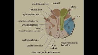 Syndromes Audio [upl. by Os]