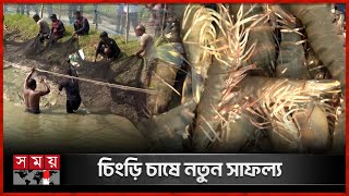 নতুন প্রযুক্তিতে চিংড়ি চাষে বড় চমক  Shrimp Production  Cenobiotic Technology  Khulna  Somoy TV [upl. by Oitaroh]