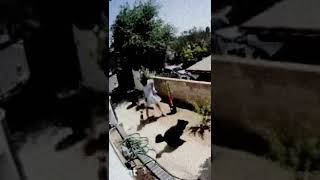 Dogs CHASE BEAR Off Property Owner Fights Back  An Animal Saved My Life  AampE shorts [upl. by Atidnan594]