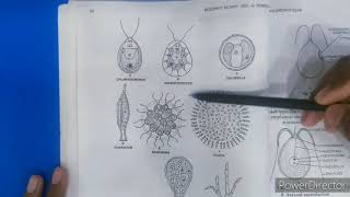 CHLOROPHYCEAE characters and VolvoxBSC 1ST YEAR [upl. by Adnyleb]