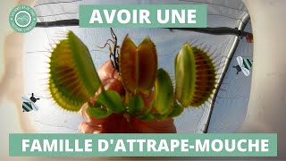 Comment diviser et rempoter une Plante Carnivore Dionée muscipula  🌱 [upl. by Iorgos60]