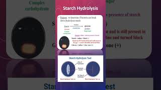 Starch Hydrolysis [upl. by Travers690]