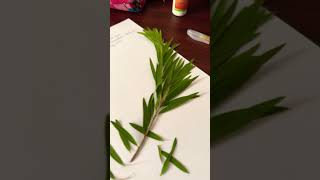 Herbarium mode on🍃🍂floricultureleavesagricultureviralvideo [upl. by Asital]